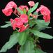 Euphorbia milii splendens SIb