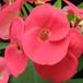 Euphorbia milii splendens SIf