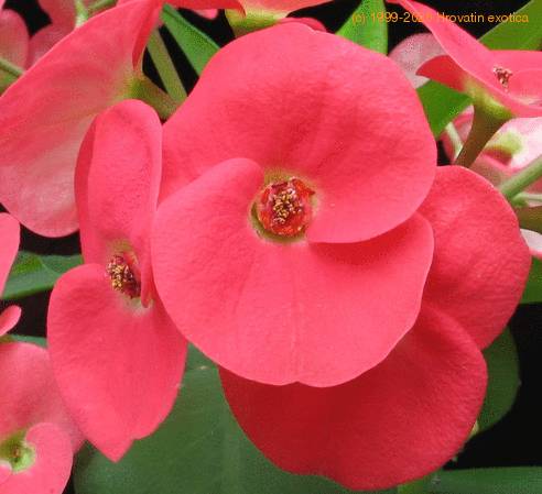 Euphorbia milii splendens SIf