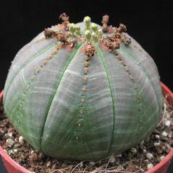 Euphorbia obesa