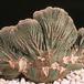 Euphorbia obesa cristata 1371