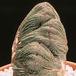 Euphorbia obesa cristata 1372