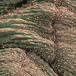 Euphorbia obesa cristata 1373