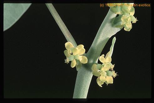 Euphorbia orbiculifolia 3101