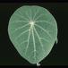 Euphorbia orbiculifolia 3103