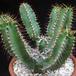 Euphorbia polyacantha 1