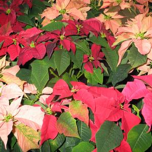 Euphorbia pulcherrima