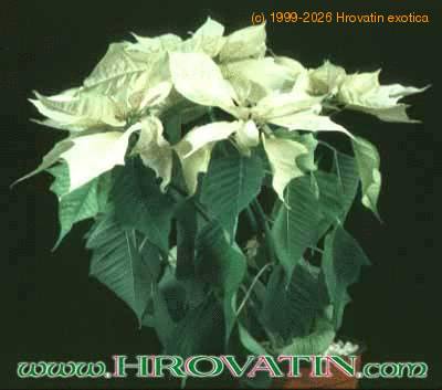 Euphorbia pulcherrima flower 1002