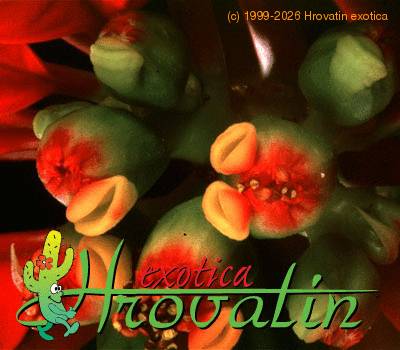 Euphorbia pulcherrima flower 1005