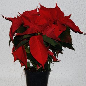 Euphorbia pulcherrima  - Poinsettia pulcherrima
