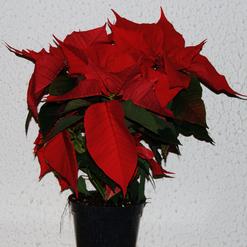 Euphorbia pulcherrima  - Poinsettia pulcherrima