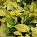 Euphorbia pulcherrima SIby