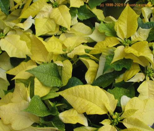 Euphorbia pulcherrima SIby