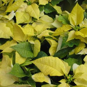 Euphorbia pulcherrima variacija
