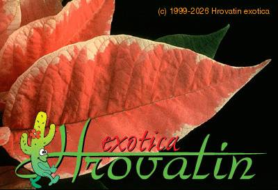 Euphorbia pulcherrima variacija leaf 1009