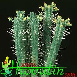 Euphorbia submammillaris