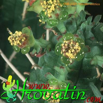 Euphorbia submammillaris flower 1200