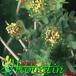 Euphorbia submammillaris flower 1200
