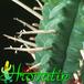 Euphorbia submammillaris thorn 1201