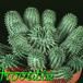 Euphorbia suzannae 1206