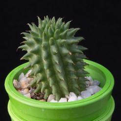 Euphorbia suzannae