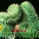 Euphorbia suzannae cristata 1260