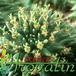Euphorbia suzannae flower 1207
