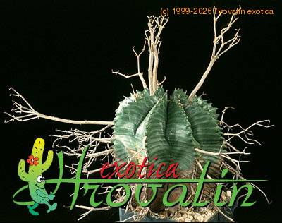 Euphorbia valida 1250