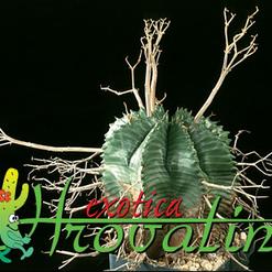 Euphorbia valida