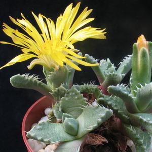 Faucaria tuberculosa
