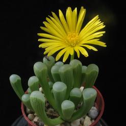 Fenestraria aurantiaca