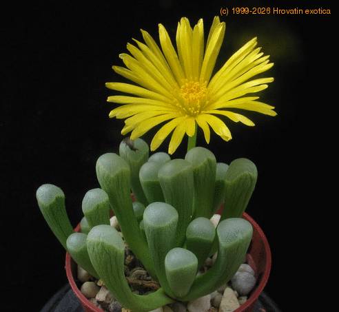 Fenestraria aurantiaca