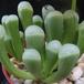 Fenestraria aurantiaca body