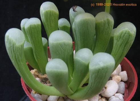 Fenestraria aurantiaca body