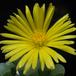 Fenestraria aurantiaca fl