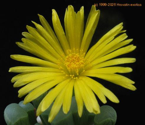 Fenestraria aurantiaca fl