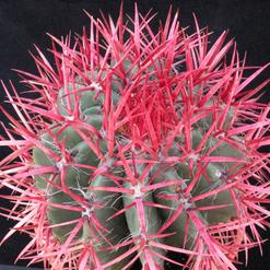 Ferocactus acanthodes
