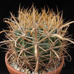 Ferocactus chrysacanthus