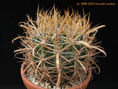 Ferocactus chrysacanthus
