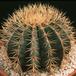 Ferocactus glaucescens 619