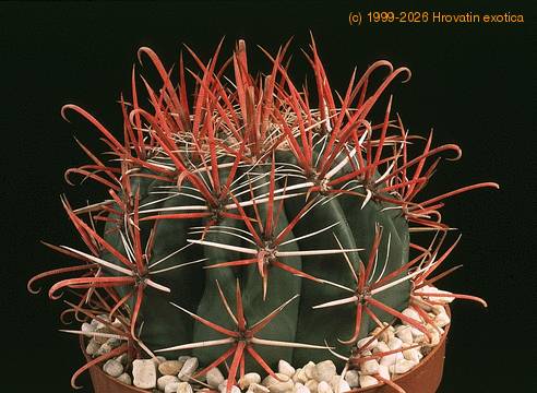 Ferocactus gracilis 626