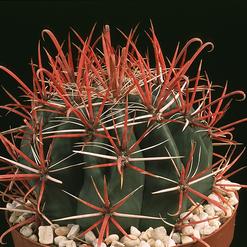 Ferocactus gracilis
