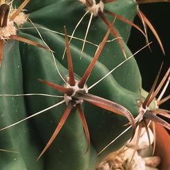 Ferocactus recurvus