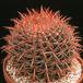 Ferocactus stainesii 630