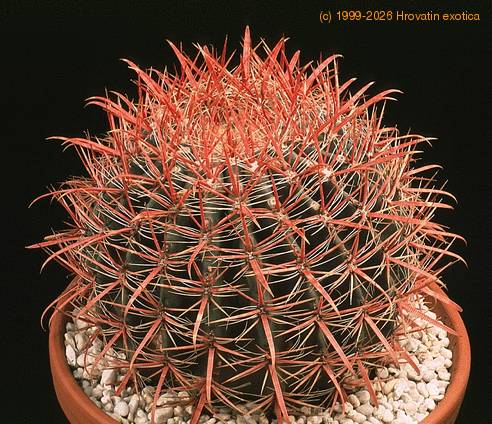 Ferocactus stainesii 630