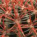 Ferocactus stainesii 631