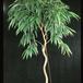 Ficus alii 1894