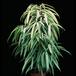 Ficus alii 3002