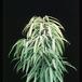 Ficus alii 3002