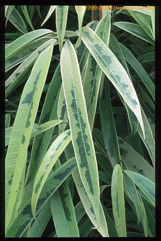 Ficus alii 3003